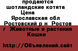 продаются шотландские котята › Цена ­ 4 000 - Ярославская обл., Ростовский р-н, Ростов г. Животные и растения » Кошки   